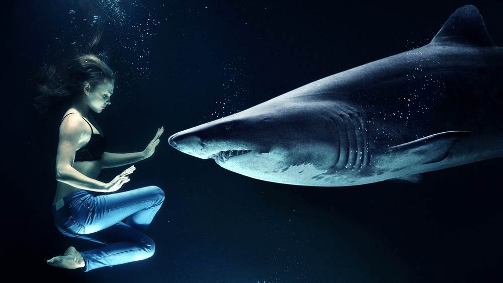 Swimming with Fear Sharks